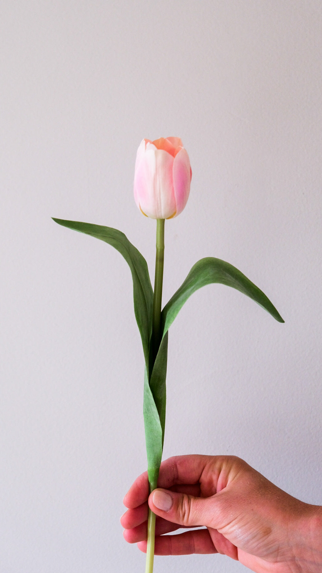 Dus rosa tulipaner - 6 stk