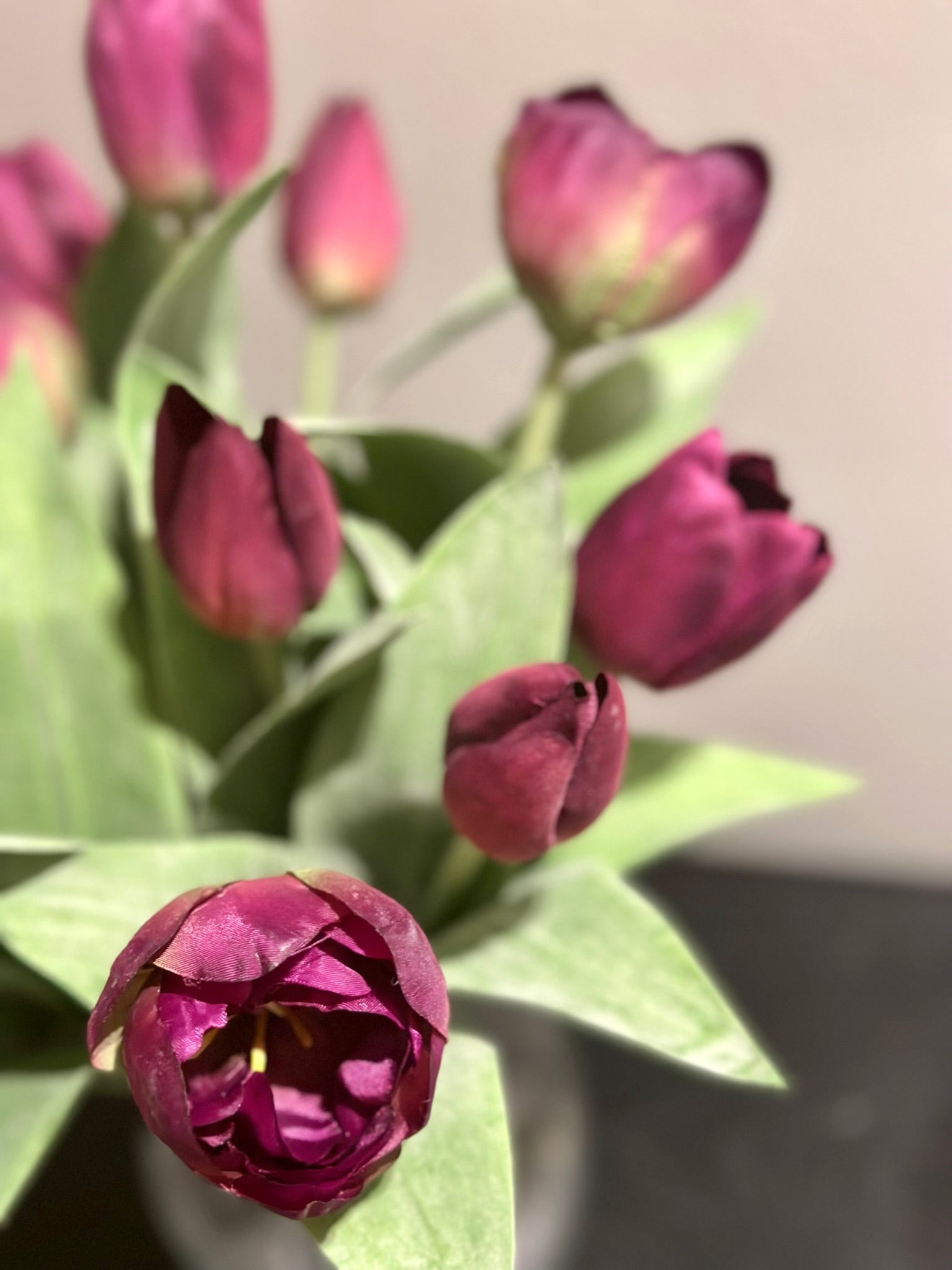 Mørk lilla tulipaner - 6 stk